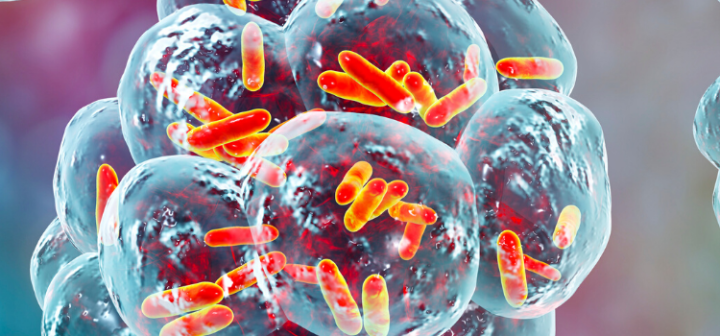 GeneProof Bordetella pertussis/parapertussis PCR Kiti