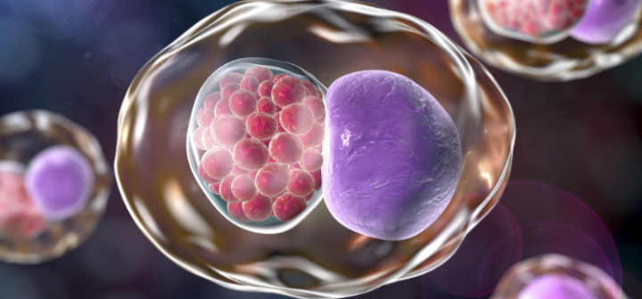 GeneProof Gardnerella vaginalis PCR Kiti