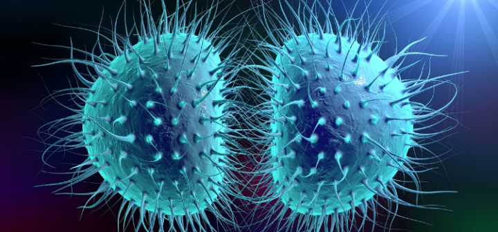 GeneProof Neisseria gonorrhoeae PCR Kiti - (IVDR)