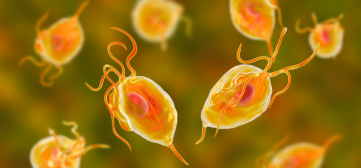 GeneProof Trichomonas vaginalis PCR Kiti - (IVDR)