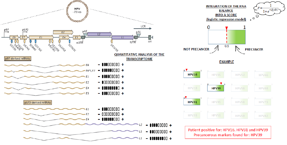 DeepChek<sup>&reg;</sup> Assay HPV haberci RNA Genotiplendirme (RUO)